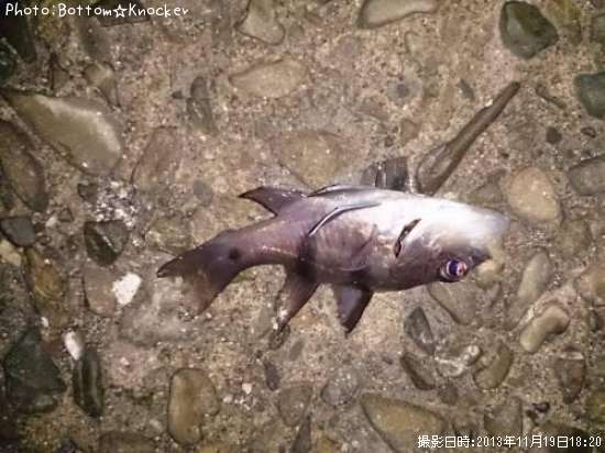 �襳�����������