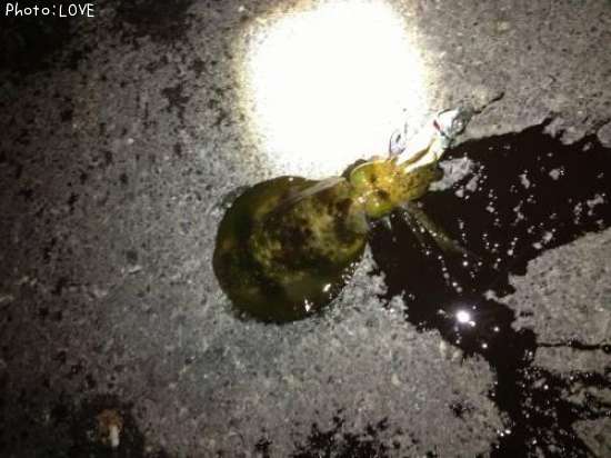 �����ꥤ��