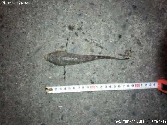 ���֥���