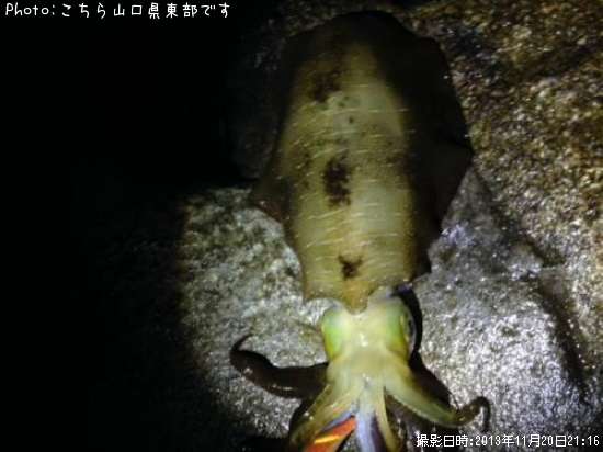 �����ꥤ��