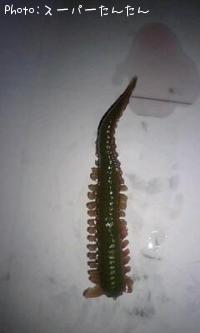 ����ס�����ɥ��