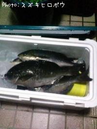 �����顼�ܥå���