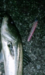 �����å���󥰥����ޡ�125