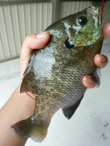 �֥롼����