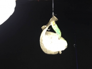 �ӡ��������������ϥ���