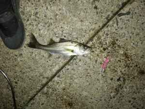 �ҥ��Υ��