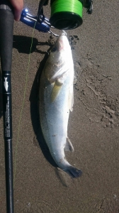 �ߥåɥ��ȥ꡼��962TR