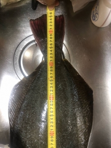 ���ɥ�4�����