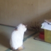 �ߥꥪ��